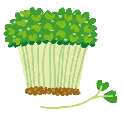 かいわれ大根のイラスト
