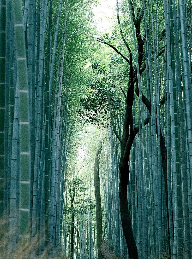 嵐山の竹林の小径