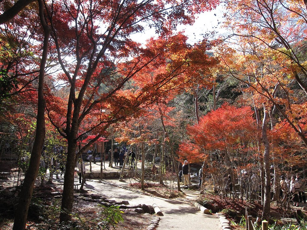 紅葉した瑞宝寺公園