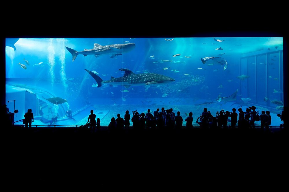 沖縄美ら海水族館の大水槽「黒潮の海」