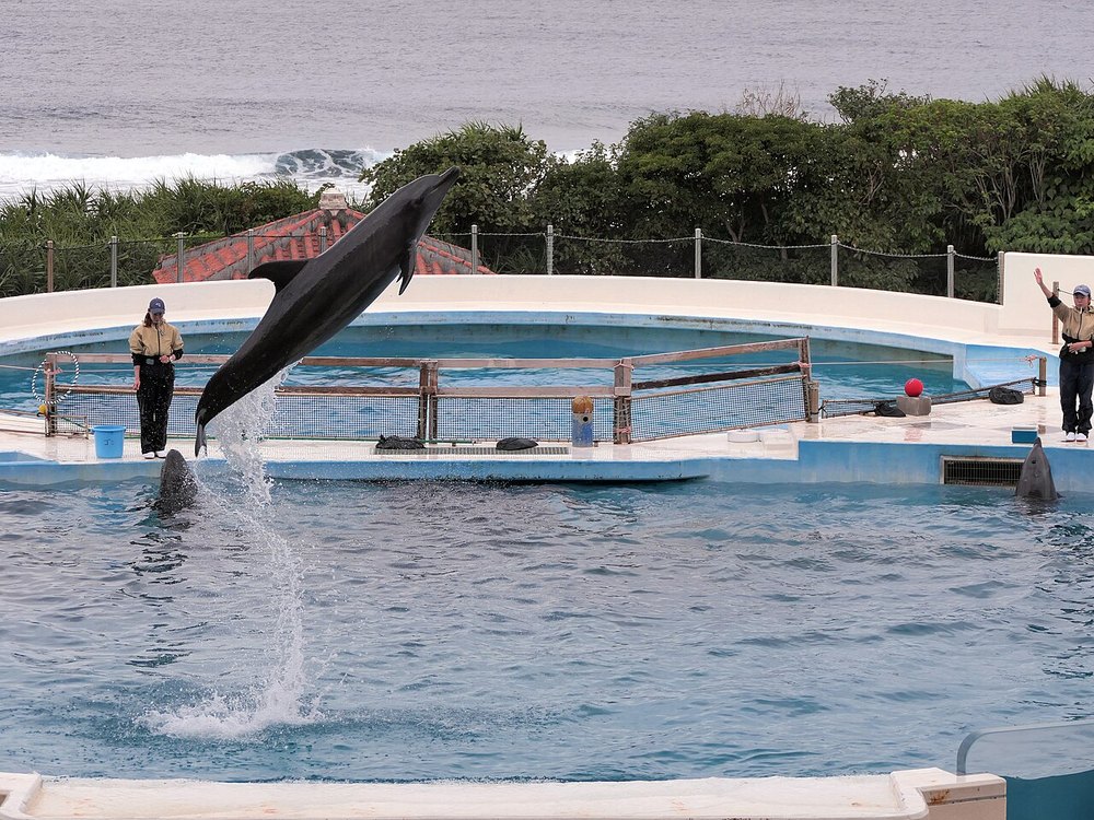 海洋博公園のオキちゃん劇場