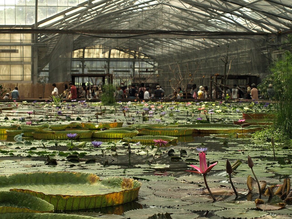 掛川花鳥園の温室にあるスイレンとオオオニバスの池