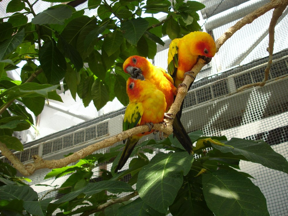 掛川花鳥園のコガネメキシコインコ3羽