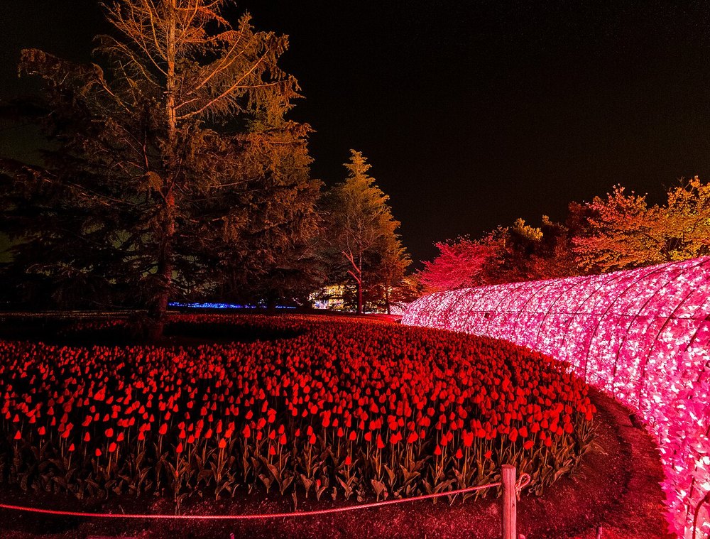 なばなの里の光のトンネルとライトアップされたチューリップ