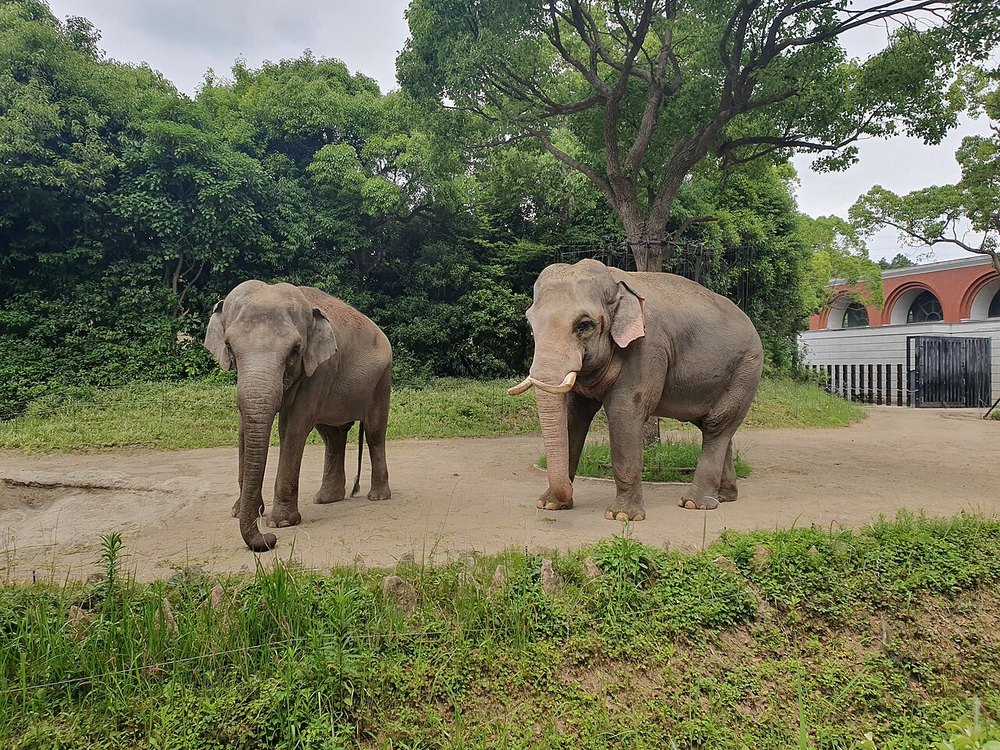 ズーラシアのインドゾウ2頭